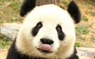 西安大熊猫爆料最新消息,揭秘萌宝们的日常趣事